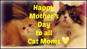 a mother's day greeting 